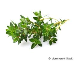 THYME HERB