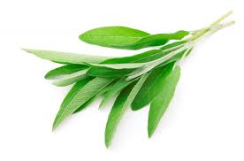 SAGE HERB BUNCH 