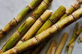SUGAR CANE SHORT
