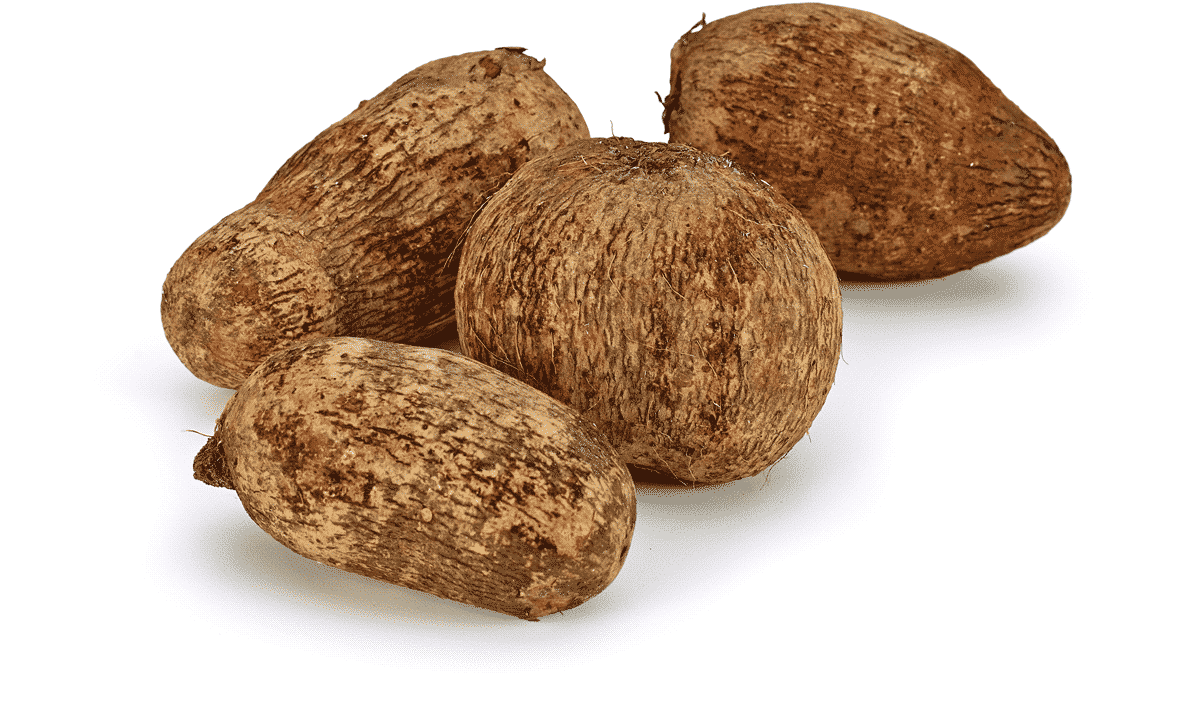 ROOT NAME