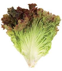 LETTUCE LEAF RED