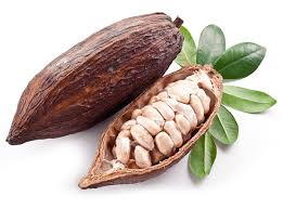 CACAO FRUIT   per/LB