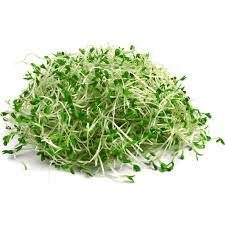 ALFALFA SPROUTS PACK
