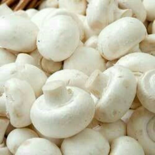 MUSHROOM WHITE