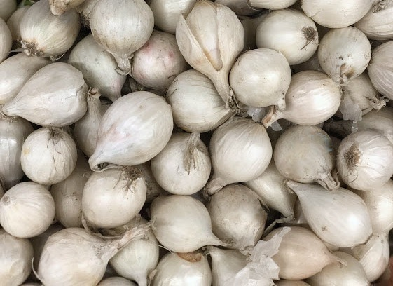 ONIONS BOILING