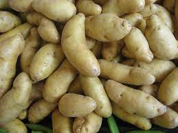 POTATO FINGER GOLDEN