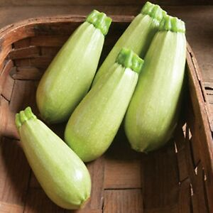 SQUASH ITALIAN