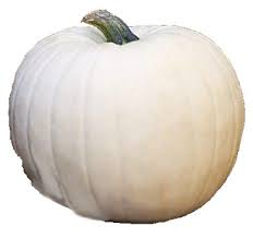 PUMPKIN WHITE POLAR BEAR  JUMBO